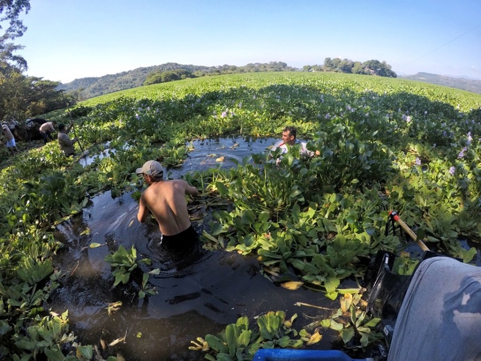 Podría declararse emergencia ambiental en lago Suchitlán